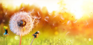 Spring Skin Awakening: What to Eat & How to Support Your Skin This Season