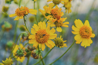 Close-up of vibrant yellow wildflowers with textured orange centers, blooming in a natural outdoor setting