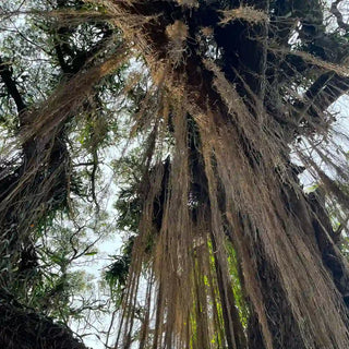 Millennial Banyan Tree,  taken in Kauai