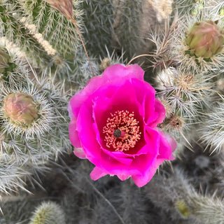 Cactus Bloom, Joshua Tree