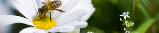A close-up of a honeybee collecting pollen from the bright yellow center of a white daisy, with a blurred green and floral background.