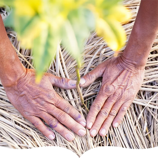 Close-up of hands gently planting a young sapling in a bed of dried straw, symbolizing care for the environment and sustainable agriculture