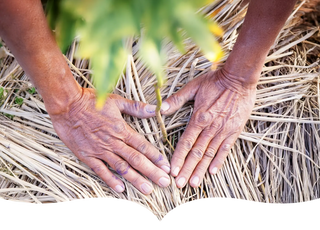 Close-up of hands gently planting a young sapling in a bed of dried straw, symbolizing care for the environment and sustainable agriculture