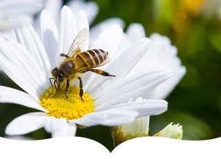 A close-up of a honeybee collecting pollen from the bright yellow center of a white daisy, with a blurred green and floral background.