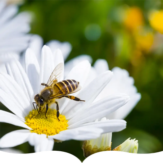 A close-up of a honeybee collecting pollen from the bright yellow center of a white daisy, with a blurred green and floral background.