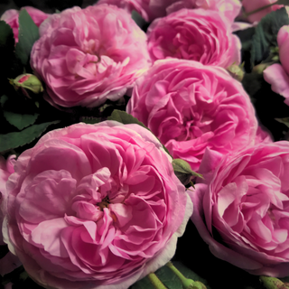 Close-up of vibrant pink roses used in Sagrada BioSkincare formulations, symbolizing ethically sourced botanical ingredients and skincare made with intention